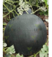 Watermelon F1 Eknath 150 grams